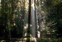 Hop-on Hop-off Muir Woods & Sausalito